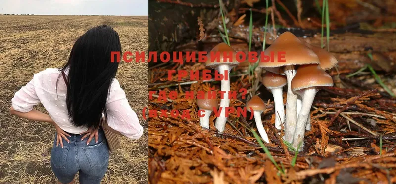 магазин  наркотиков  Гуково  Галлюциногенные грибы Psilocybine cubensis 